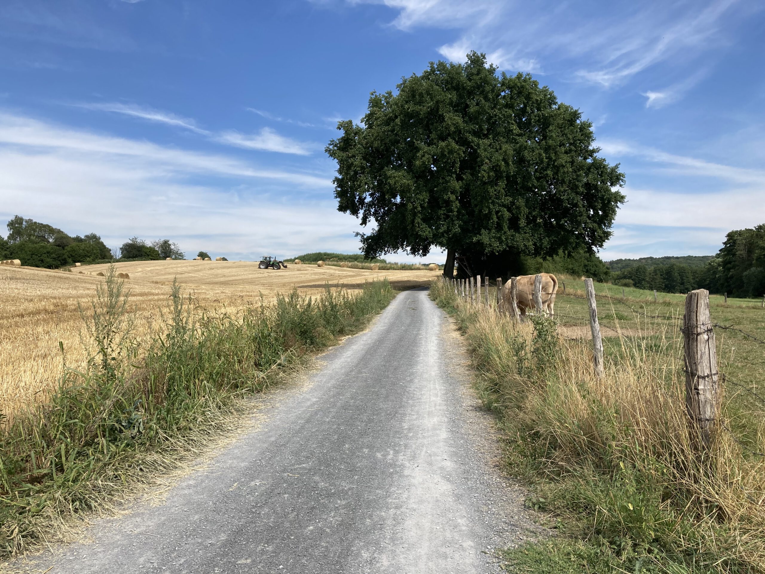 EIn Weg führt zwischen Weiden zu einem großen Baum.